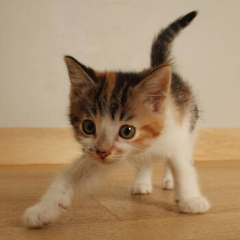 Bumblebee C71567 -  Domestic Short Hair Cat for Adoption in Minnetonka, Minnesota - Bumblebee C71567 | PetCurious