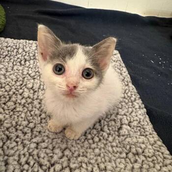 Xander Harris-CA -  Domestic Short Hair Cat for Adoption in Tallahassee, Florida - Xander Harris-CA | PetCurious