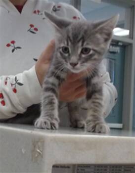Domestic Medium Hair Cats Available for Adoption in Oklahoma City, Oklahoma - A473597 | PetCurious