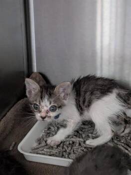 MILEY -  Domestic Short Hair Cat for Adoption in Dallas, Texas - MILEY | PetCurious