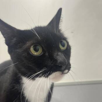 Eloise -  Domestic Short Hair Cat for Adoption in Tampa, Florida - Eloise | PetCurious