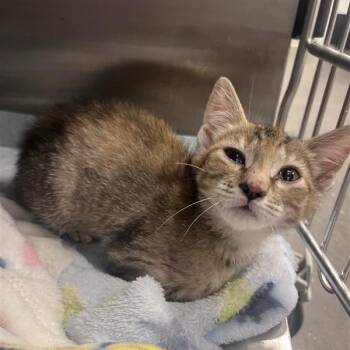 Sandy -  Domestic Short Hair Cat for Adoption in Bentonville, Arkansas - Sandy | PetCurious