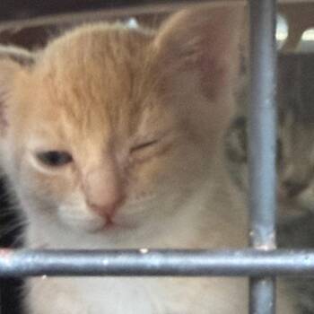 Puff -  Domestic Short Hair Cat for Adoption in Gainesville, Florida - Puff | PetCurious