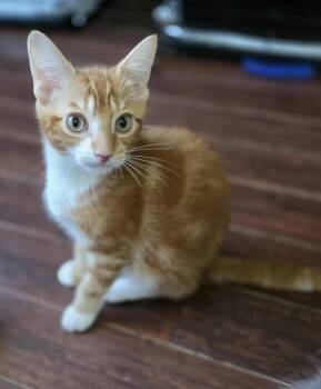 Rescue Domestic Short Hair Cats for Adoption in Terrebonne, Quebec - Kyle | PetCurious