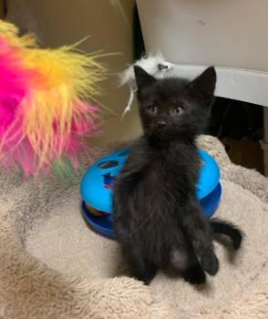 Rescue Tabby Cats for Adoption in Thayne, Wyoming - Acorn | PetCurious