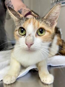 Domestic Short Hair Cats Available for Adoption in San Antonio, Texas - Bubs | PetCurious