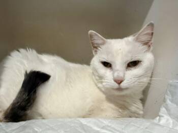 Rescue Domestic Short Hair Cats for Adoption in Cleveland, Ohio - Marina | PetCurious