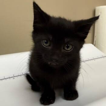 Ani -  Domestic Short Hair Cat for Adoption in Birmingham, Alabama - Ani | PetCurious