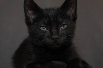 ARTHUR -  Domestic Short Hair Cat for Adoption in Colorado Springs, Colorado - ARTHUR | PetCurious