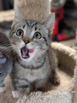Daisy -  Domestic Short Hair Cat for Adoption - Daisy | PetCurious