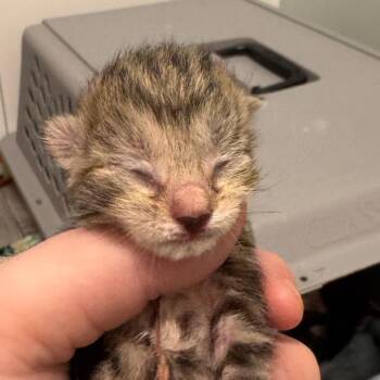 Prius -  Domestic Short Hair Cat for Adoption - Prius | PetCurious