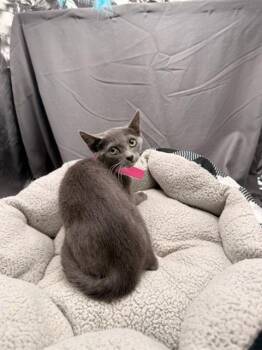 TAFFY -  Domestic Short Hair Cat for Adoption in Grovetown, Georgia - TAFFY | PetCurious