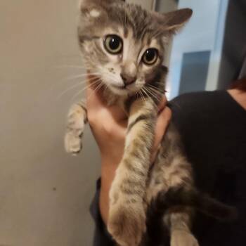 Julie -  Domestic Short Hair Cat for Adoption in Mount Pleasant, Texas - Julie | PetCurious