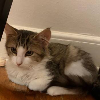 Dolley Maddison -  Domestic Short Hair Cat for Adoption in West Des Moines, Iowa - Dolley Maddison | PetCurious