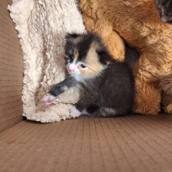 Rescue Domestic Short Hair Cats for Adoption in Philadelphia, Pennsylvania - Momo | PetCurious