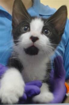 Domestic Short Hair Cats Available for Adoption in Doral, Florida - THEODORE | PetCurious