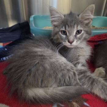 Tilly -  Domestic Short Hair Cat for Adoption in Oak Brook, Illinois - Tilly | PetCurious