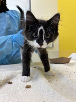 Nikolai -  Domestic Medium Hair Cat for Adoption in Raleigh, North Carolina - Nikolai | PetCurious