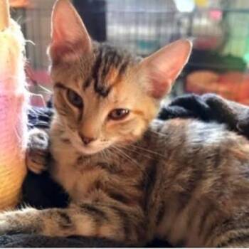 Chloe -  Domestic Short Hair Cat for Adoption in Orangevale, California - Chloe | PetCurious