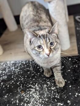 Sonya -  Siamese Cat for Adoption in Lewisburg, Tennessee - Sonya | PetCurious