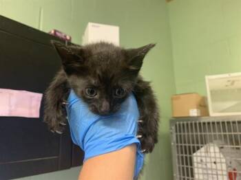 FRITO -  Domestic Short Hair Cat for Adoption in Grand Prairie, Texas - FRITO | PetCurious