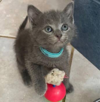 Bear -  Domestic Short Hair Cat for Adoption in North Babylon, New York - Bear | PetCurious