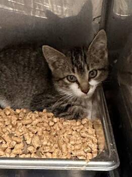 STACY -  Domestic Short Hair Cat for Adoption in Albuquerque, New Mexico - STACY | PetCurious