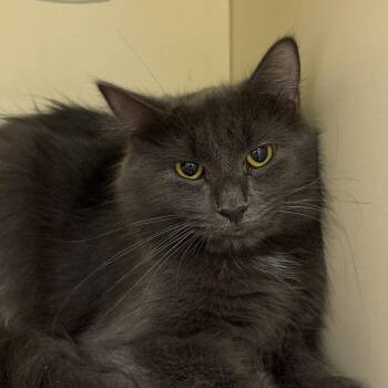 Bagel - Coming Soon! -  Domestic Medium Hair Cat for Adoption in Naperville, Illinois - Bagel - Coming Soon! | PetCurious