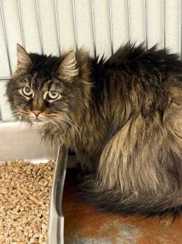 Domestic Long Hair Cats Available for Adoption in Rock Springs, Wyoming - Bourbon | PetCurious