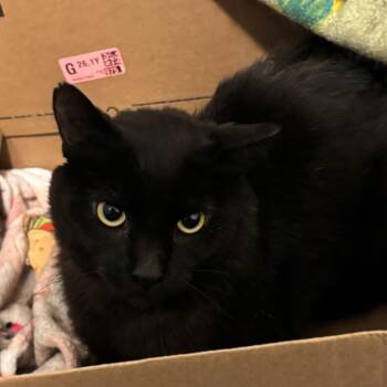 Sagittarius -  Domestic Short Hair Cat for Adoption in Puslinch, Ontario - Sagittarius | PetCurious