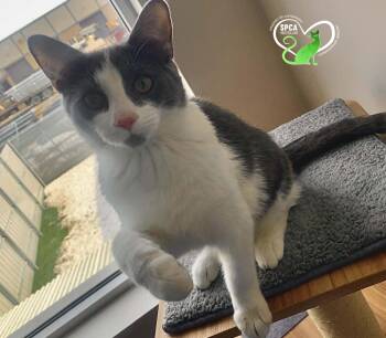 Domestic Short Hair Cats Available for Adoption - Tarot | PetCurious