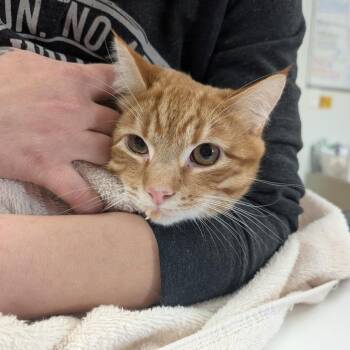 Domestic Short Hair Cats Available for Adoption - Colby | PetCurious