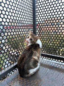 TomTom -  Domestic Short Hair Cat for Adoption in New York, New York - TomTom | PetCurious
