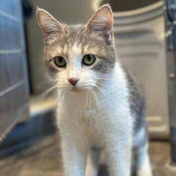 Domestic Short Hair Cats Available for Adoption - Willow | PetCurious