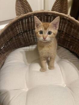 Ember (2001) -  Domestic Short Hair Cat for Adoption in Zephyrhills, Florida - Ember (2001) | PetCurious