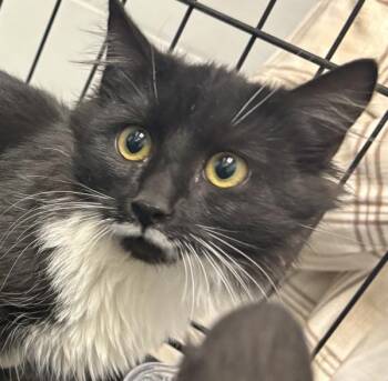 Betty -  Domestic Short Hair Cat for Adoption in Golden, Colorado - Betty | PetCurious