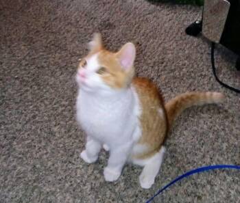 Domestic Short Hair Cats Available for Adoption in Adrian, Michigan - Trey | PetCurious