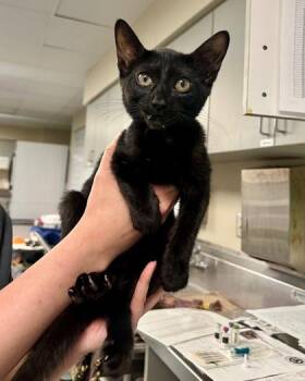 Mallow -  Domestic Short Hair Cat for Adoption in Fort Worth, Texas - Mallow | PetCurious