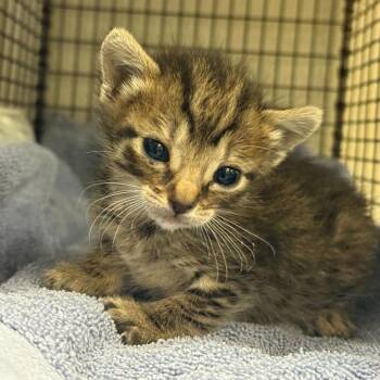 Domestic Short Hair Cats Available for Adoption in San Antonio, Texas - Saweetie | PetCurious