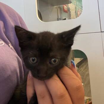 PepperJack -  Domestic Short Hair Cat for Adoption in Lake Jackson, Texas - PepperJack | PetCurious