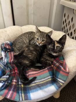 Amelie -  Domestic Short Hair Cat for Adoption in West Mifflin, Pennsylvania - Amelie | PetCurious