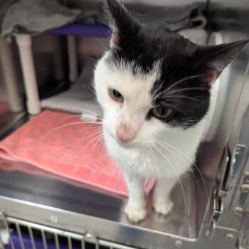 Pi -  Domestic Short Hair Cat for Adoption in Marysville, Ohio - Pi | PetCurious