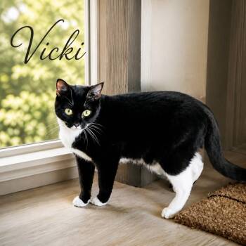 Domestic Short Hair Cats Available for Adoption in The Woodlands, Texas - Vicki | PetCurious