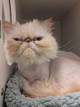 Waffles -  Domestic Medium Hair Cat for Adoption in Winnipeg, Manitoba - Waffles | PetCurious