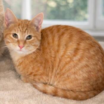 Tabby and Domestic Short Hair Cats Available for Adoption - Hudson | PetCurious