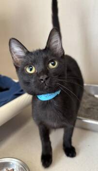 Binx - I AM AT PetSmart Northborough -  Domestic Short Hair Cat for Adoption in East Brookfield, Massachusetts - Binx - I AM AT PetSmart Northborough | PetCurious