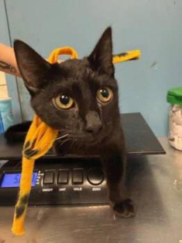 Domestic Short Hair Cats Available for Adoption - Julius | PetCurious