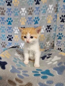Domestic Short Hair Cats Available for Adoption in Wabash, Indiana - Sunset | PetCurious