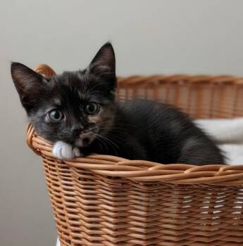 Scarlett -  Domestic Short Hair Cat for Adoption in Metamora, Illinois - Scarlett | PetCurious