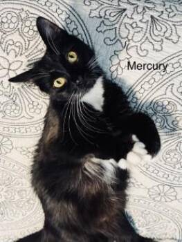 Mercury -  Domestic Medium Hair and Domestic Short Hair Cat for Adoption in Gainesville, Florida - Mercury | PetCurious